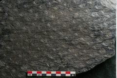 Foto (Detailansicht) von Lepidodendron aculeatum St. (NHMW-GEO-2024-0188-11023)